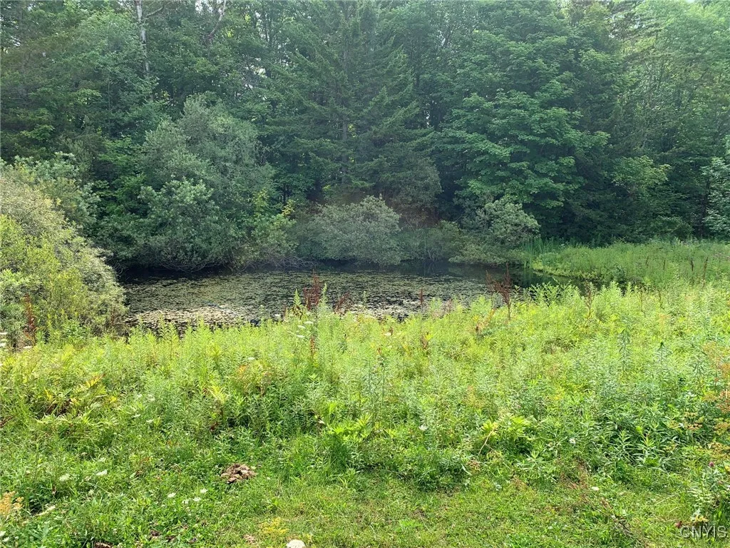 Pond Adjacent to Cabin