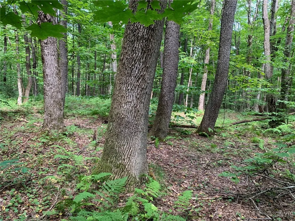 Maple, Ash & Cherry Sawtimber