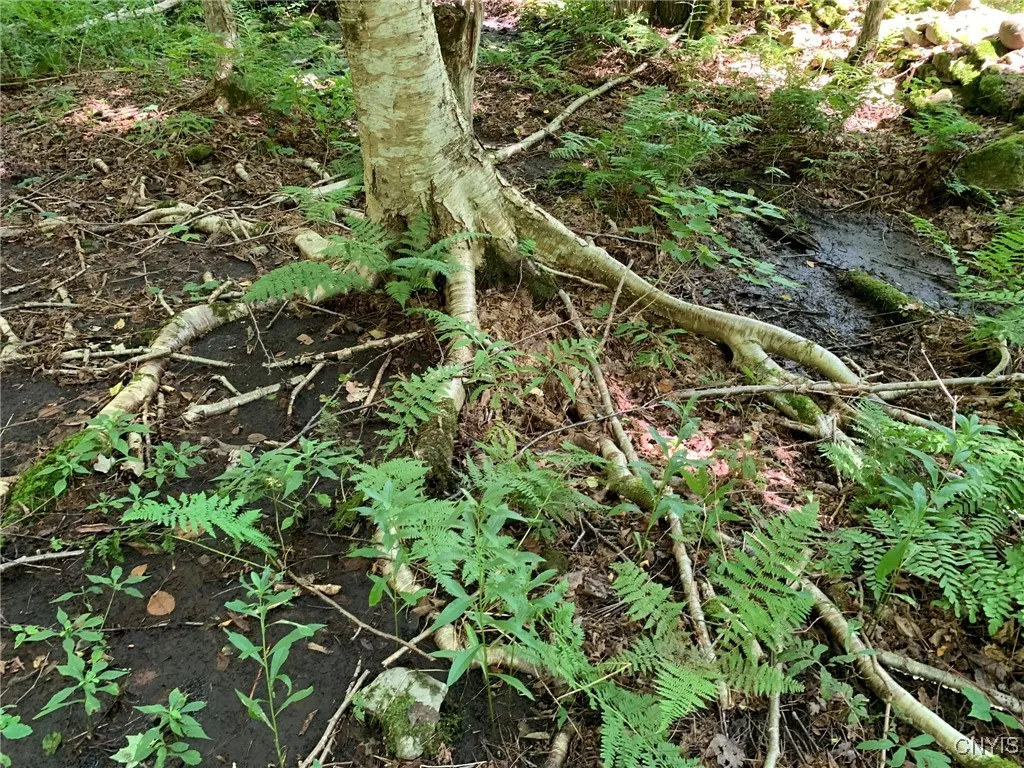 Exposed Birch Roots