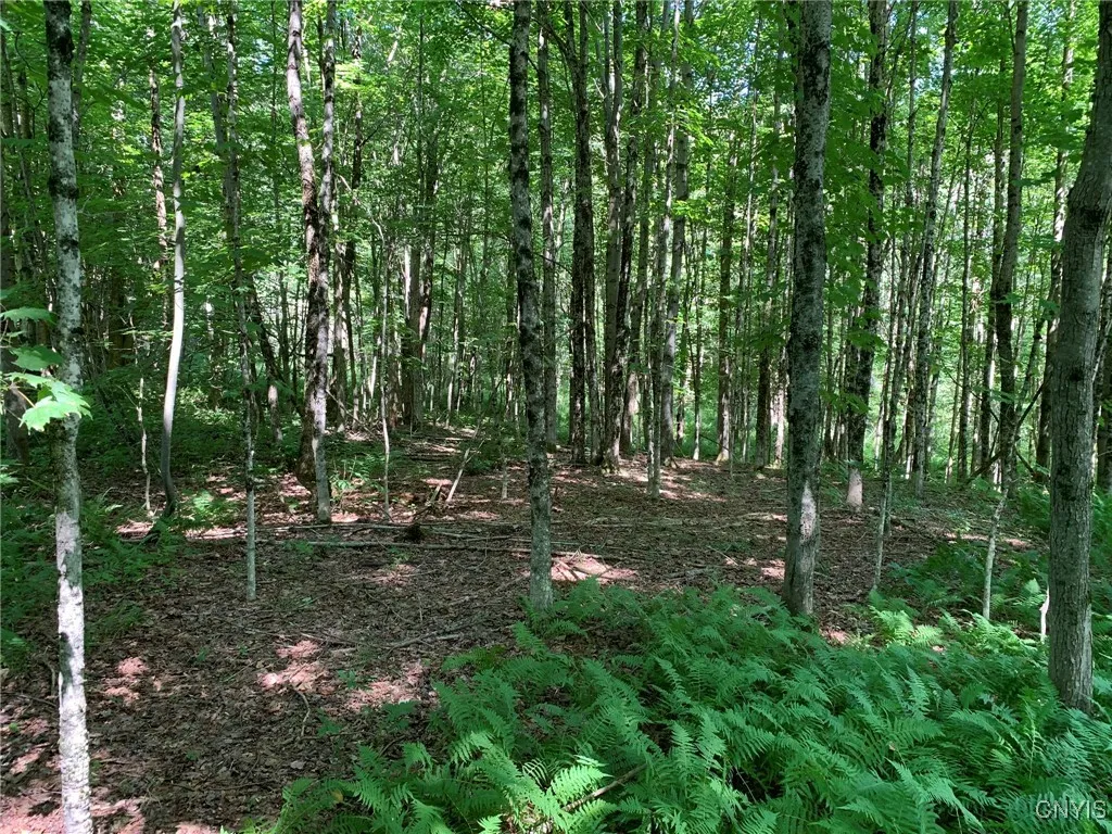 Young Sugar Maple Stand