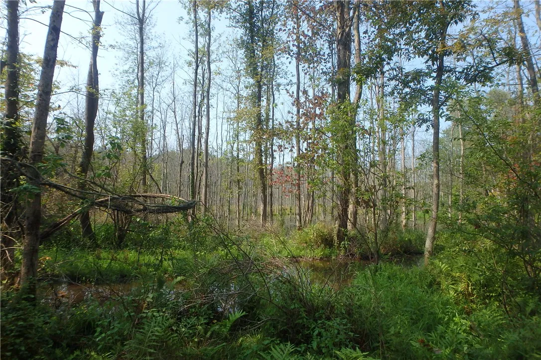 0 Fair Haven Road, Sterling, New York 13156, Sterling, New York 13156, ,Land,Closed,0 Fair Haven Road, Sterling, New York 13156,0,R1560208