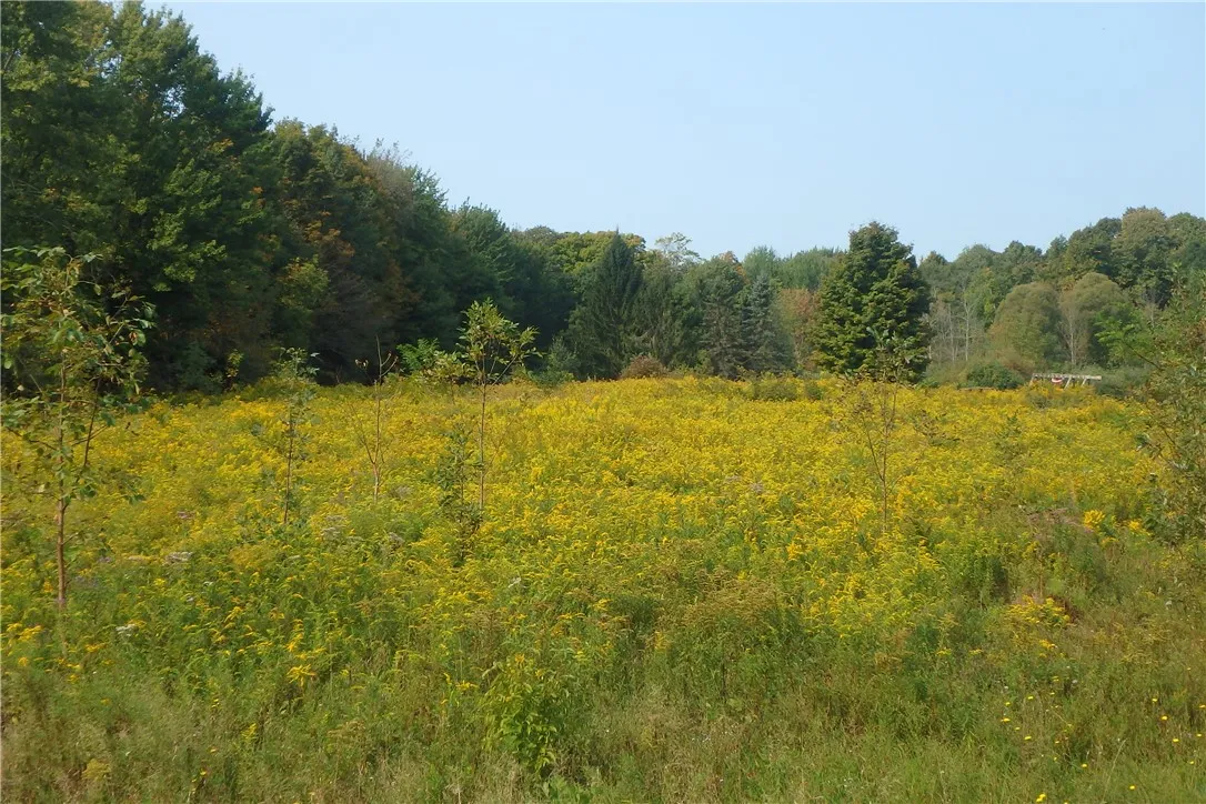 0 Fair Haven Road, Sterling, New York 13156, Sterling, New York 13156, ,Land,Closed,0 Fair Haven Road, Sterling, New York 13156,0,R1560208