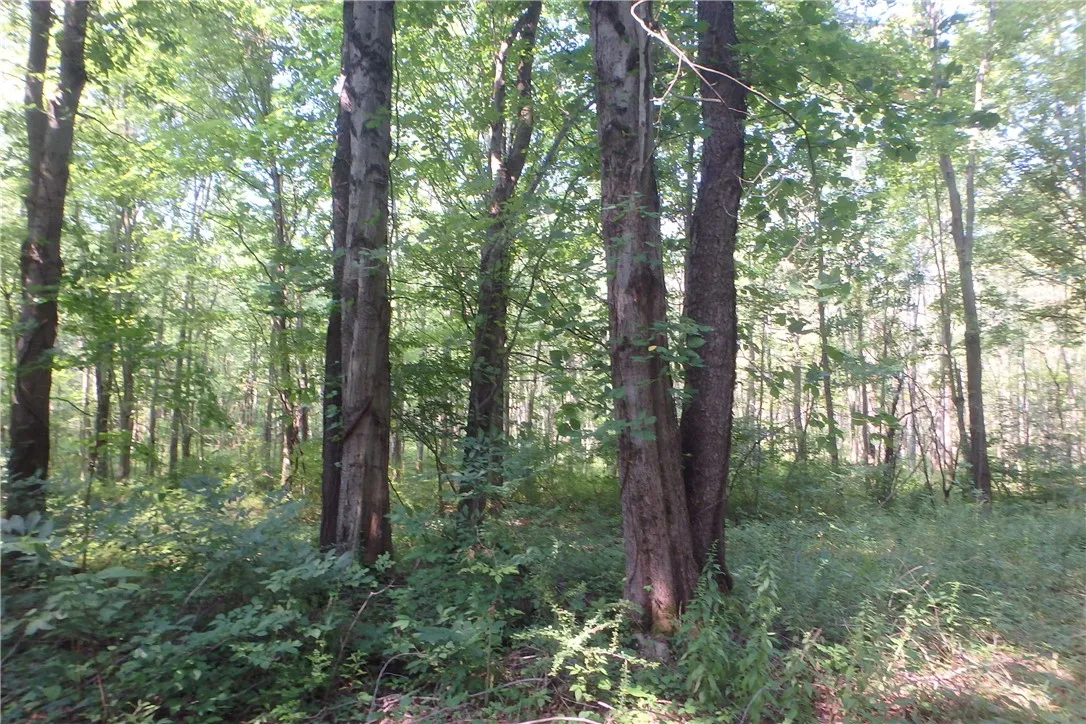 0 Fair Haven Road, Sterling, New York 13156, Sterling, New York 13156, ,Land,Closed,0 Fair Haven Road, Sterling, New York 13156,0,R1560208