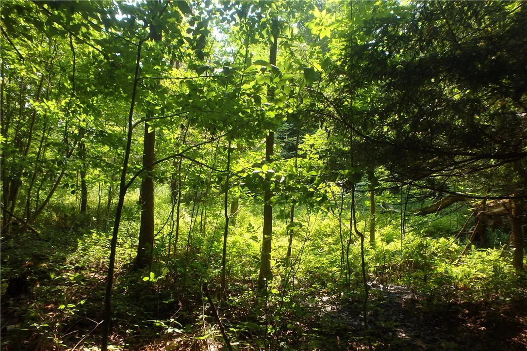 0 Fair Haven Road, Sterling, New York 13156, Sterling, New York 13156, ,Land,Closed,0 Fair Haven Road, Sterling, New York 13156,0,R1560208