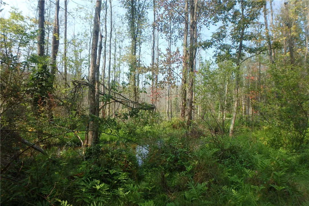 0 Fair Haven Road, Sterling, New York 13156, Sterling, New York 13156, ,Land,Closed,0 Fair Haven Road, Sterling, New York 13156,0,R1560208