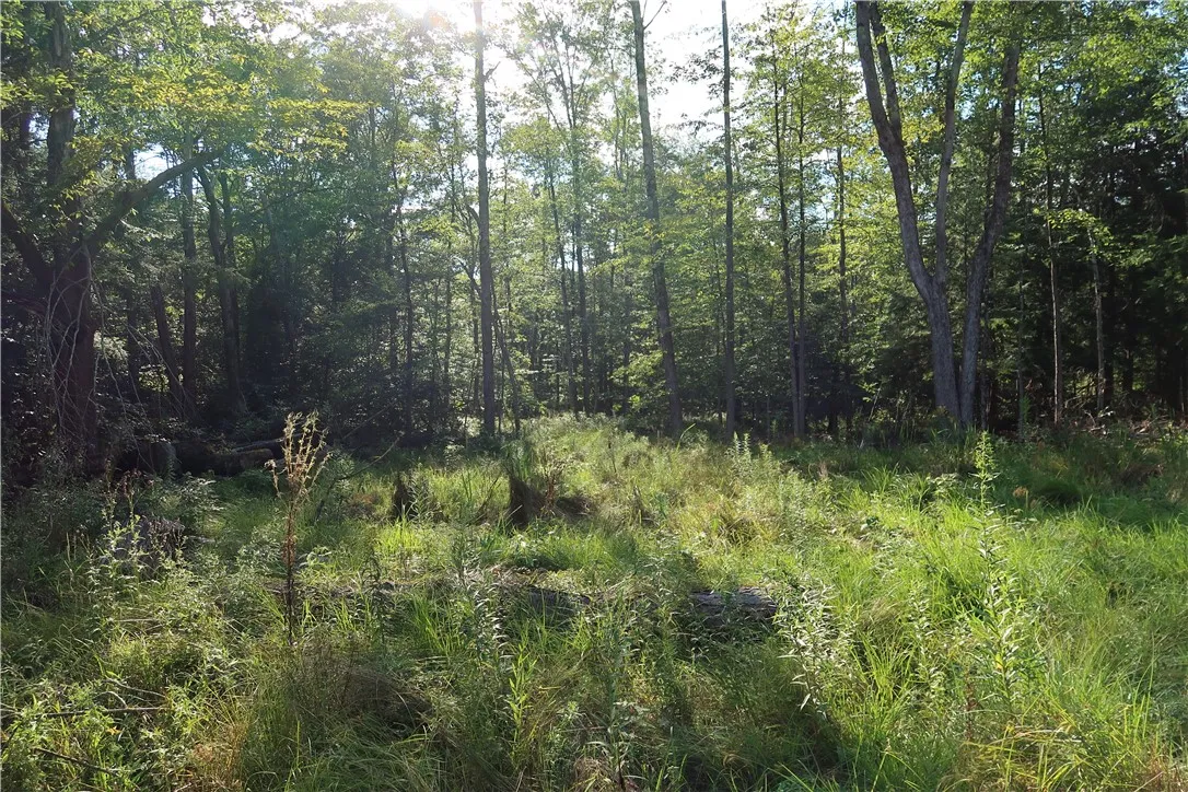 Lot 7 German Road, Willet, New York 13863, Willet, New York 13863, ,Land,Closed,Lot 7 German Road, Willet, New York 13863,R1560544