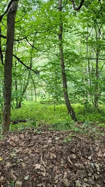 0 Mason Hill Rd./jakes Ln., Gibson, Pennsylvania 1, Gibson, Pennsylvania 15832, ,Land,For Sale,0 Mason Hill Rd./jakes Ln., Gibson, Pennsylvania 1,R1561965
