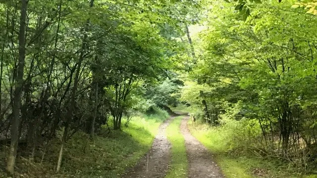 0 Mason Hill Rd./jakes Ln., Gibson, Pennsylvania 1, Gibson, Pennsylvania 15832, ,Land,For Sale,0 Mason Hill Rd./jakes Ln., Gibson, Pennsylvania 1,R1561965