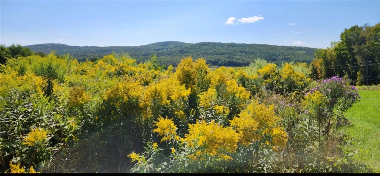 1.11 N. Harpersfield Road, Jefferson, New York 121, Jefferson, New York 12197, ,Land,For Sale,1.11 N. Harpersfield Road, Jefferson, New York 121,0,R1565024