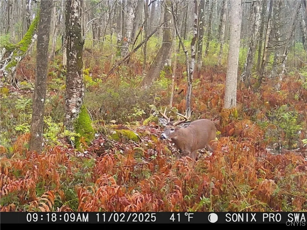 Cody Road, Smithfield, New York 13035, Smithfield, New York 13035, ,Land,For Sale,Cody Road, Smithfield, New York 13035,0,S1576826