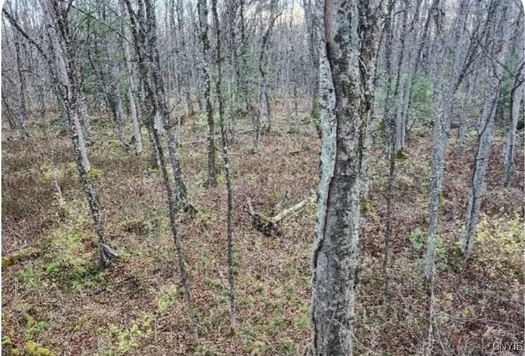 Cody Road, Smithfield, New York 13035, Smithfield, New York 13035, ,Land,For Sale,Cody Road, Smithfield, New York 13035,0,S1576826