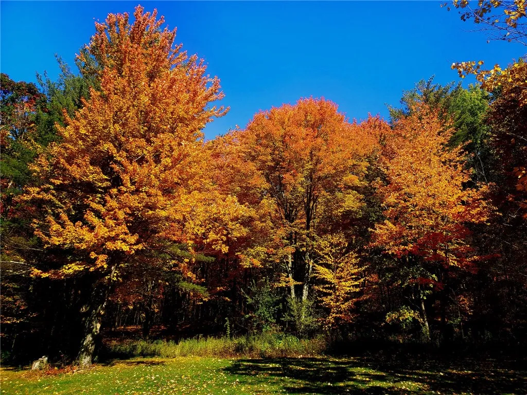 1937 Gibson Hill Road, Franklin, New York 13775, Franklin, New York 13775, 3 Bedrooms Bedrooms, 7 Rooms Rooms,1 BathroomBathrooms,Residential,For Sale,1937 Gibson Hill Road, Franklin, New York 13775,0,R1579068