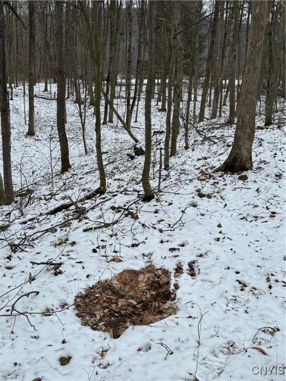 Tons of Deer/Animal Activity