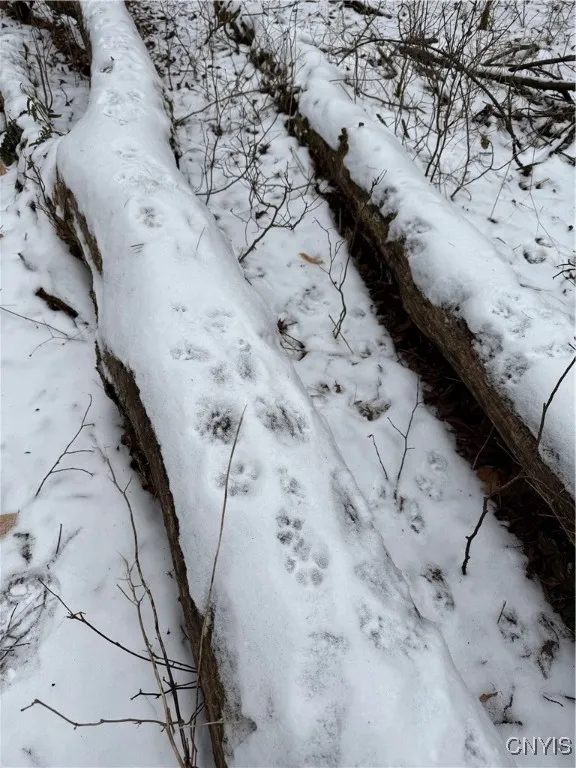 Tons of Deer/Animal Activity