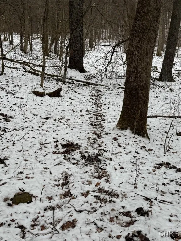 Tons of Deer/Animal Activity