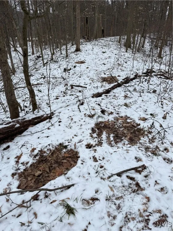 Tons of Deer/Animal Activity