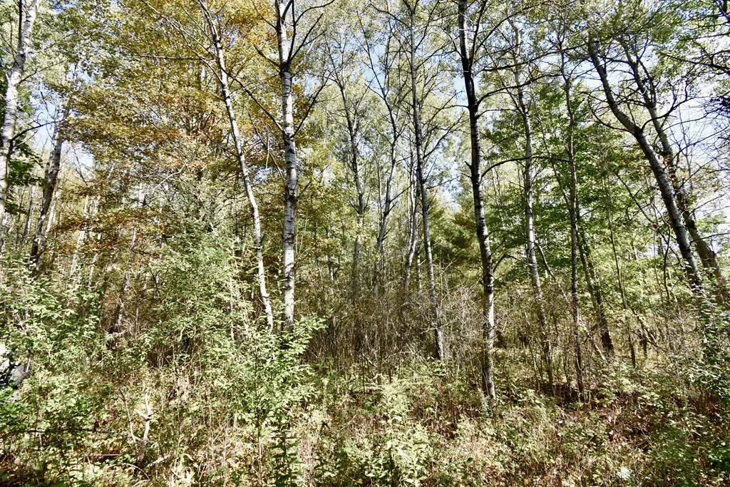 1980 County Rt. 81, Addison, New York 14801, Rathbone, New York 14801, ,Land,For Sale,1980 County Rt. 81, Addison, New York 14801,EC276671