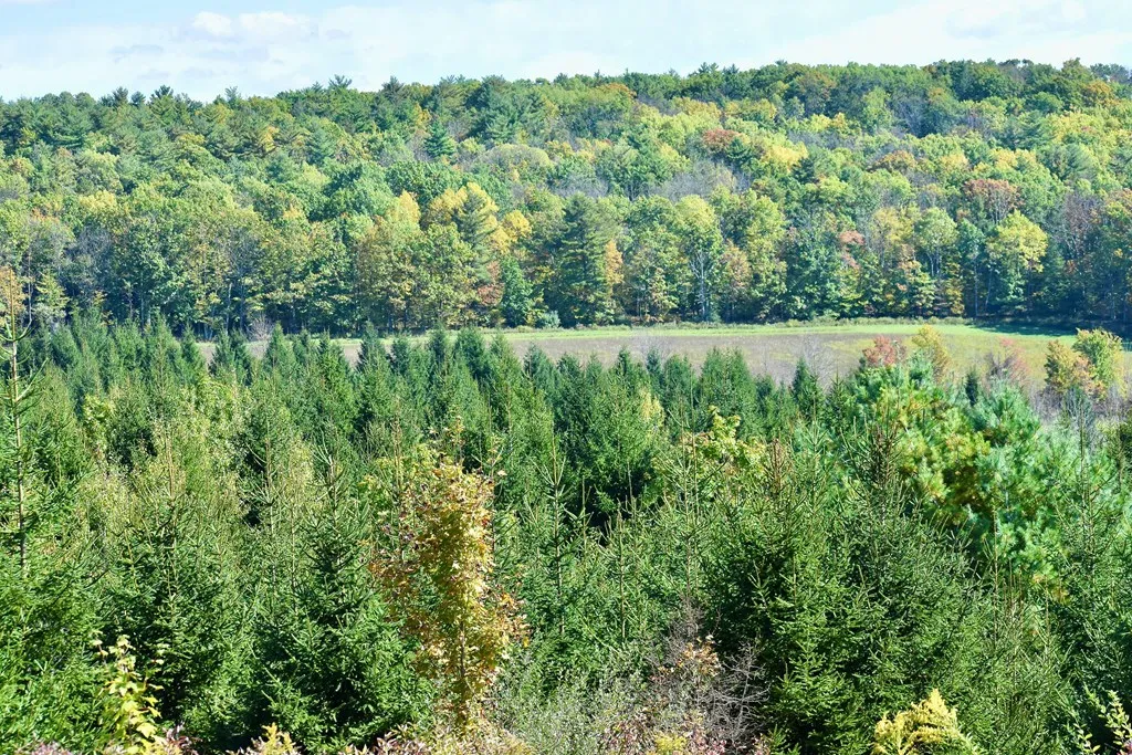 1980 County Rt. 81, Addison, New York 14801, Rathbone, New York 14801, ,Land,For Sale,1980 County Rt. 81, Addison, New York 14801,EC276671