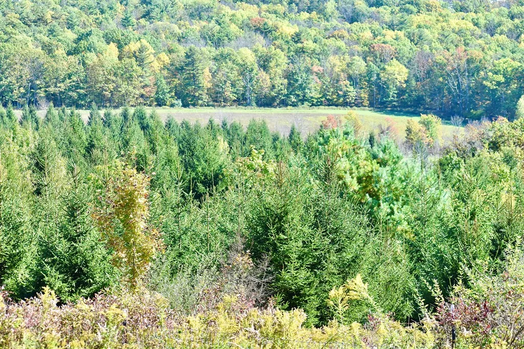 1980 County Rt. 81, Addison, New York 14801, Rathbone, New York 14801, ,Land,For Sale,1980 County Rt. 81, Addison, New York 14801,EC276671