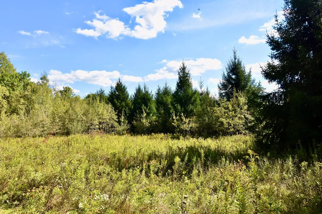 1980 County Rt. 81, Addison, New York 14801, Rathbone, New York 14801, ,Land,For Sale,1980 County Rt. 81, Addison, New York 14801,EC276671