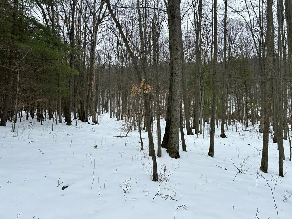 0 Mitchellsville Hill Road, Urbana, New York 14840, Urbana, New York 14840, ,Land,For Sale,0 Mitchellsville Hill Road, Urbana, New York 14840,EC278163