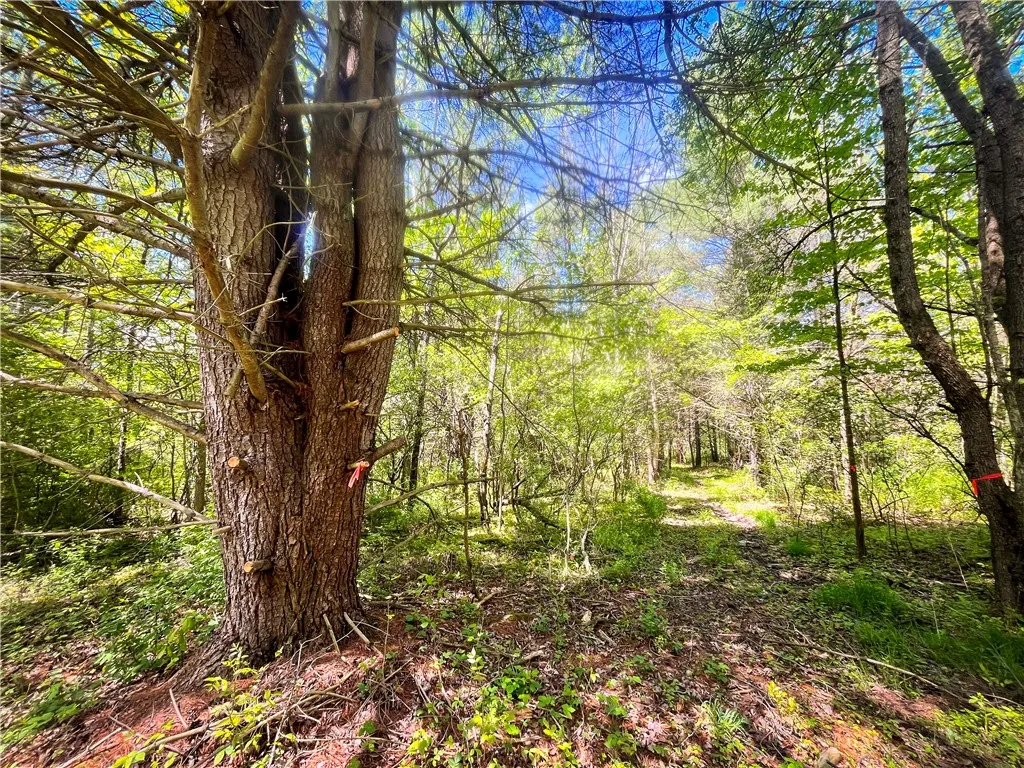 200 Cumber Road, Barton, New York 13734, Barton, New York 13734, ,Land,For Sale,200 Cumber Road, Barton, New York 13734,R1587362
