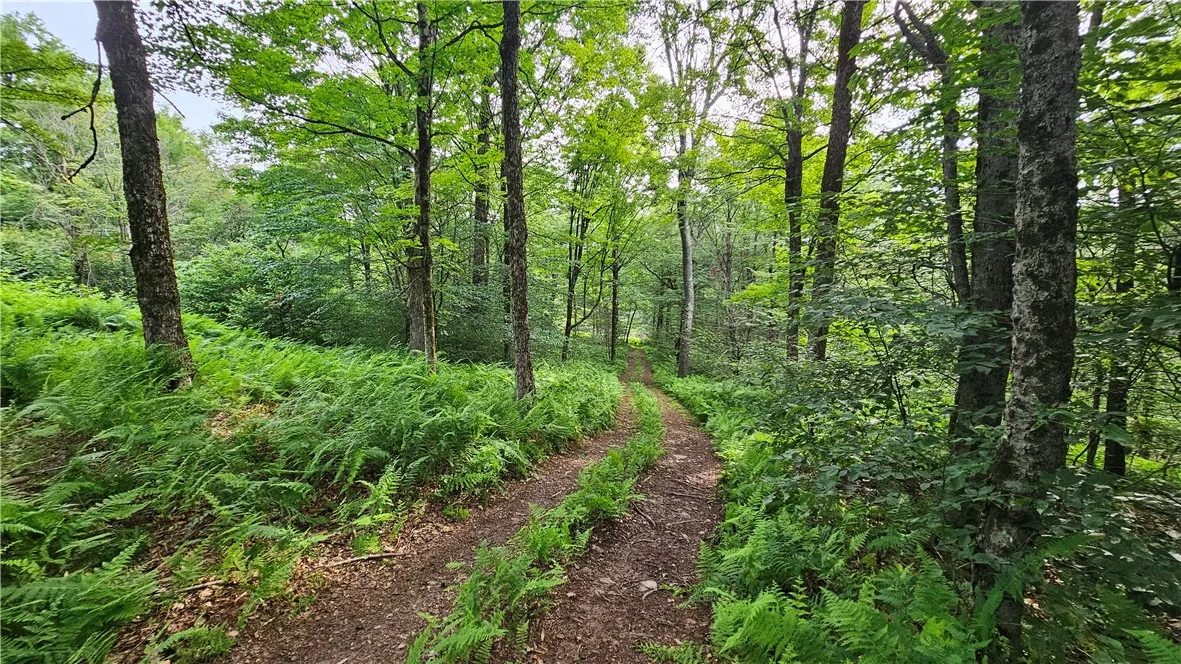0 Freer Hollow Road, Franklin, New York 13775, Franklin, New York 13775, ,Land,For Sale,0 Freer Hollow Road, Franklin, New York 13775,R1589679
