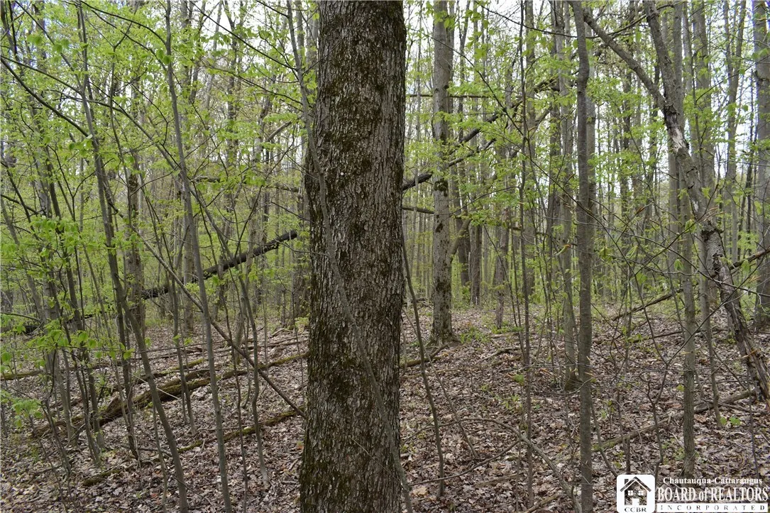 Earl Seaton Rd., Napoli, New York 14772, Napoli, New York 14772, ,Land,For Sale,Earl Seaton Rd., Napoli, New York 14772,R1590541