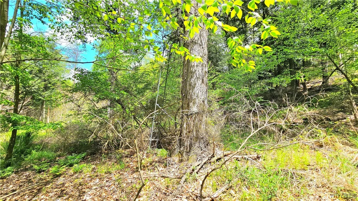 6229 Lilly Road, Belfast, New York 14711, Belfast, New York 14711, 3 Bedrooms Bedrooms, 6 Rooms Rooms,1 BathroomBathrooms,Residential,Closed,6229 Lilly Road, Belfast, New York 14711,0,B1594021