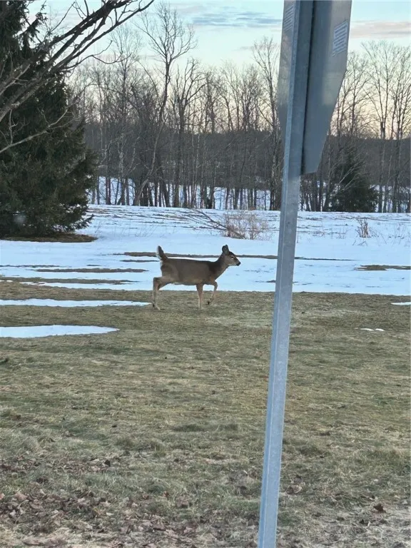 White Tail Deer trails