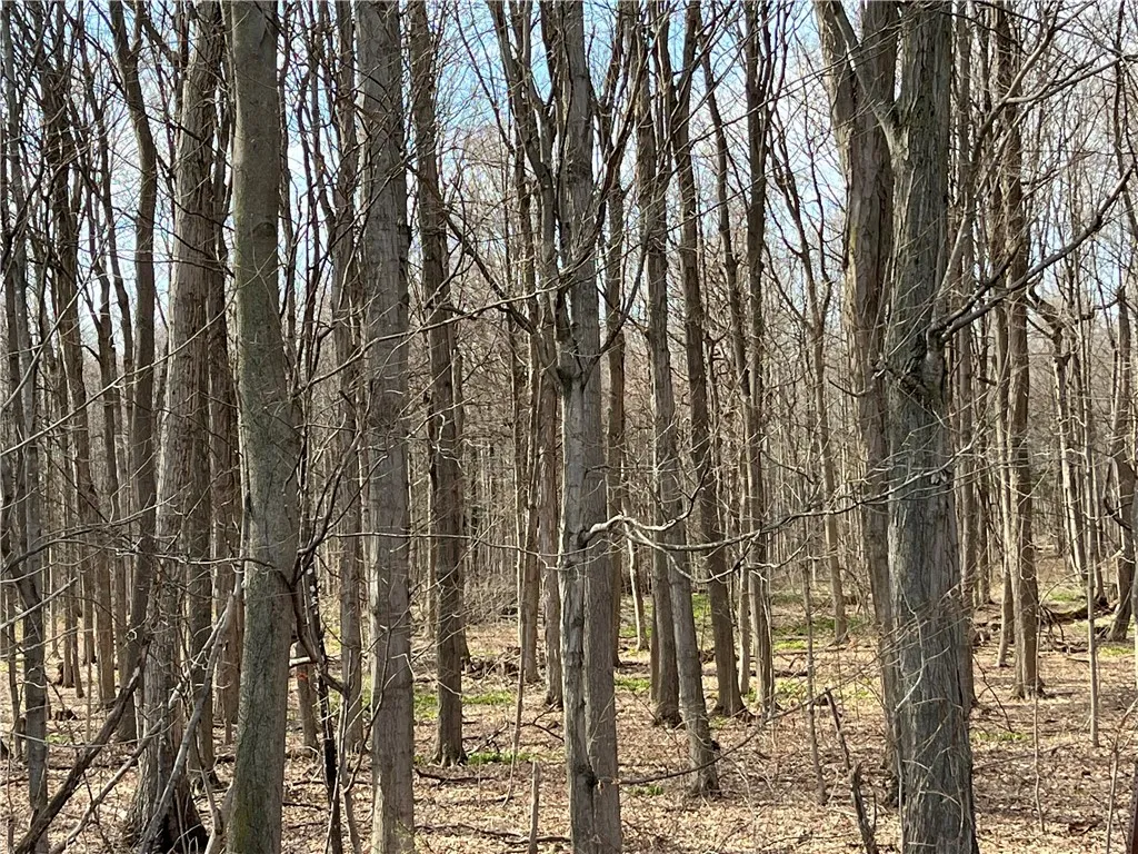MOSTLY WOODED PARCEL