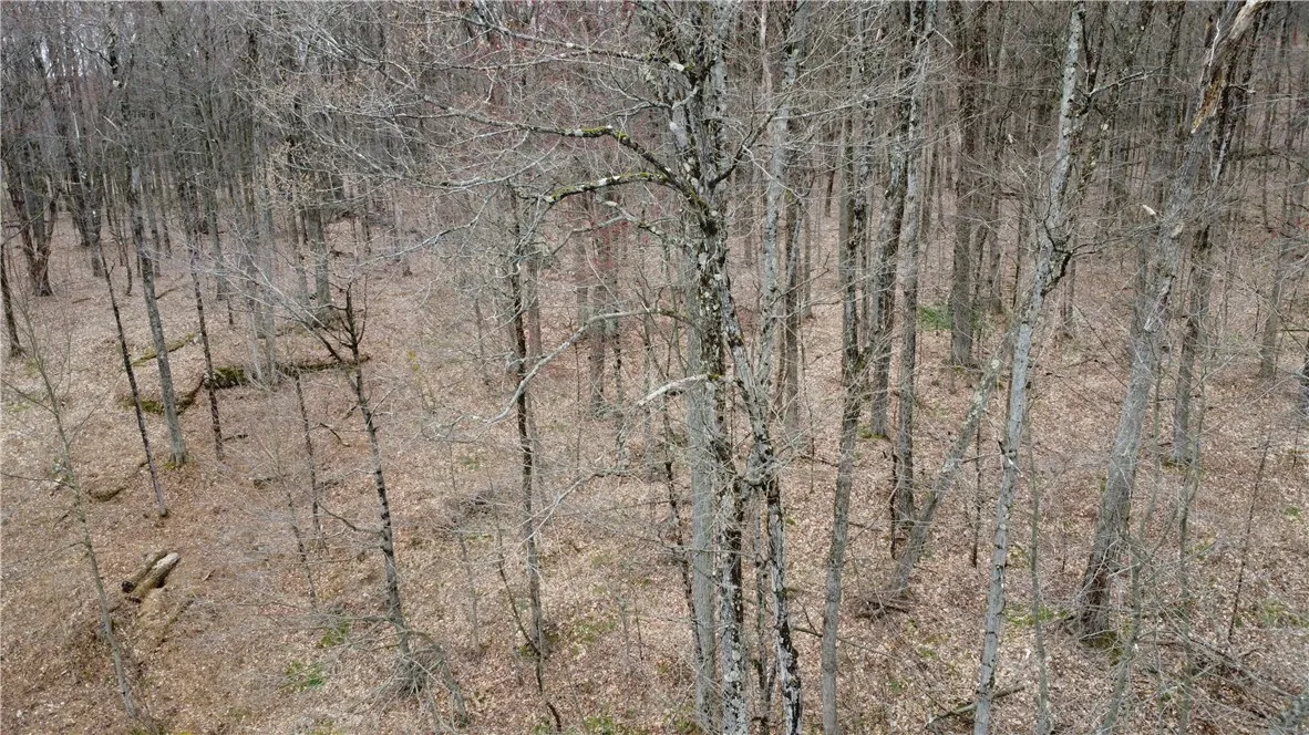 Wooded lot is well marked for boundaries