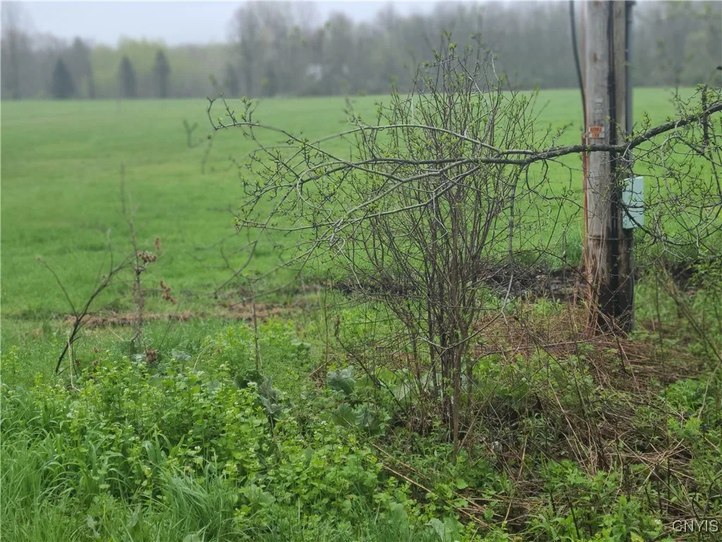 West side of acreage