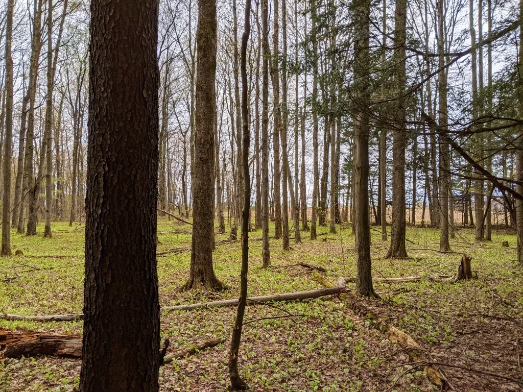 Lot #37.01 County Highway 4, Morris, New York 1380, Morris, New York 13808, ,Land,Closed,Lot #37.01 County Highway 4, Morris, New York 1380,0,R1602486