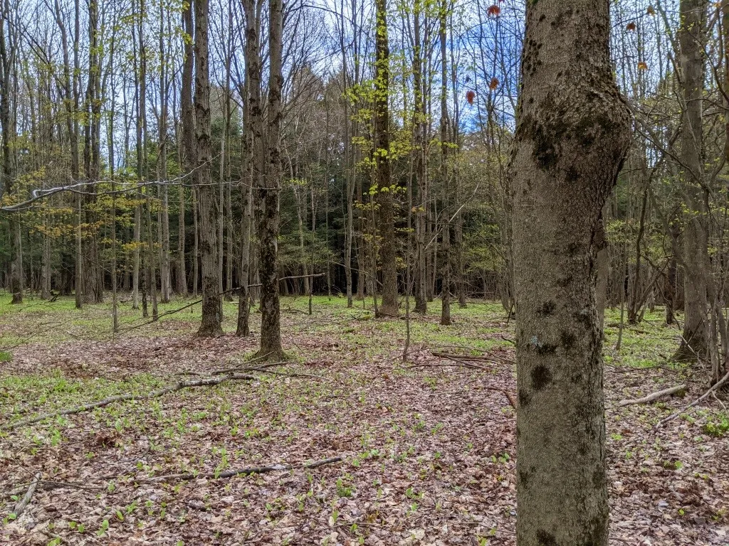 Lot #37.01 County Highway 4, Morris, New York 1380, Morris, New York 13808, ,Land,Closed,Lot #37.01 County Highway 4, Morris, New York 1380,0,R1602486