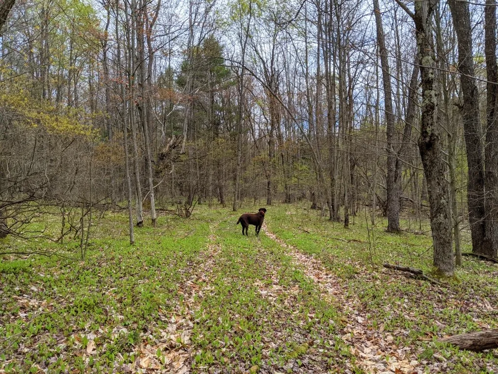 Lot #37.01 County Highway 4, Morris, New York 1380, Morris, New York 13808, ,Land,Closed,Lot #37.01 County Highway 4, Morris, New York 1380,0,R1602486