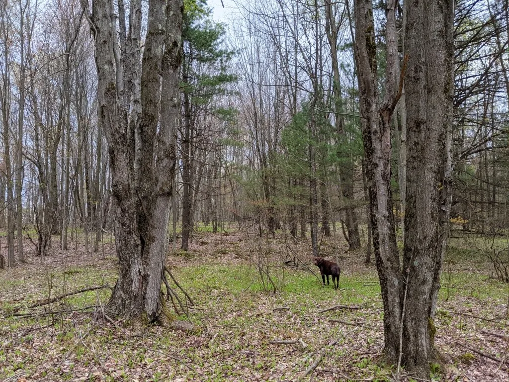 Lot #37.01 County Highway 4, Morris, New York 1380, Morris, New York 13808, ,Land,Closed,Lot #37.01 County Highway 4, Morris, New York 1380,0,R1602486