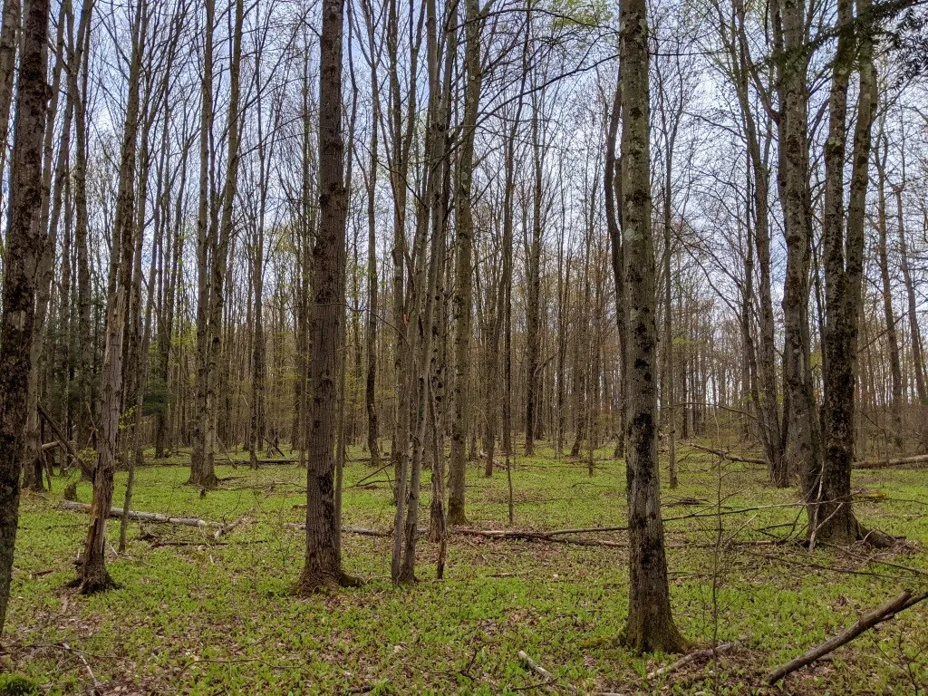 Lot #37.01 County Highway 4, Morris, New York 1380, Morris, New York 13808, ,Land,Closed,Lot #37.01 County Highway 4, Morris, New York 1380,0,R1602486
