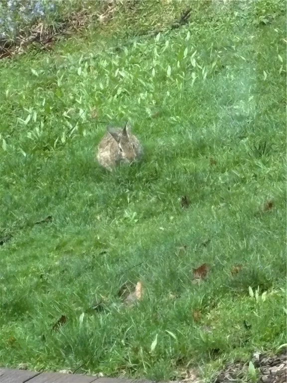 County Road 46 Lower Ravine Road, Norwich-town, Ne, Norwich, New York 13815, ,Land,For Sale,County Road 46 Lower Ravine Road, Norwich-town, Ne,0,R1602659