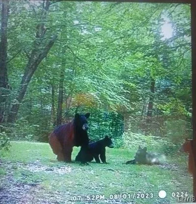 Swartz Road, Springwater, New York 14437, Springwater, New York 14437, ,Land,Closed,Swartz Road, Springwater, New York 14437,0,S1604010