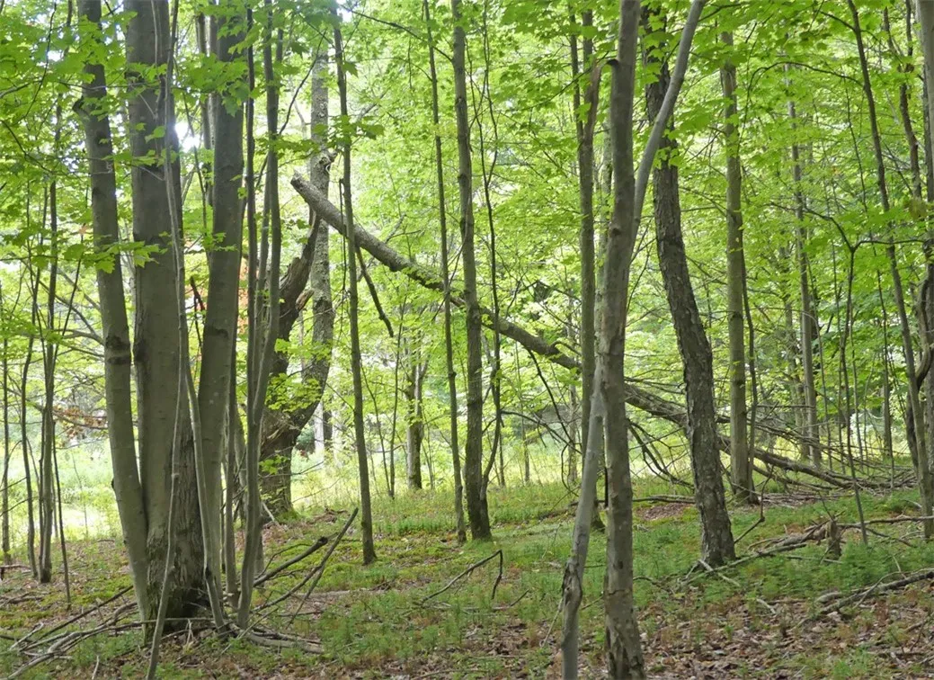 Stone Wall Drive, Bovina, New York 13731, Bovina, New York 13731, ,Land,Closed,Stone Wall Drive, Bovina, New York 13731,0,R1605228