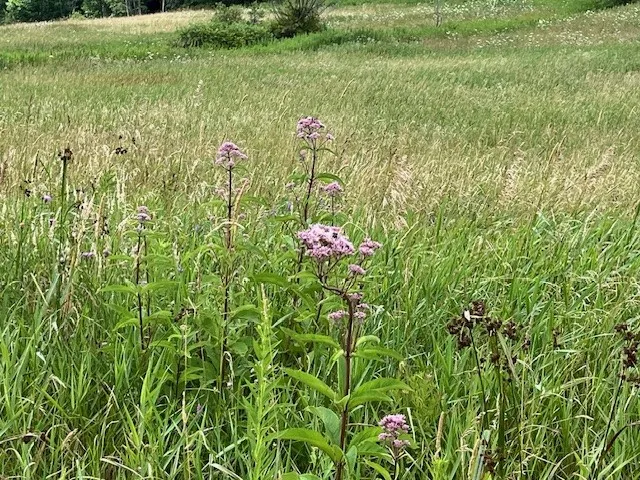463 Cemetery Road, Seward, New York 12043, Seward, New York 12043, ,Land,For Sale,463 Cemetery Road, Seward, New York 12043,0,R1606320