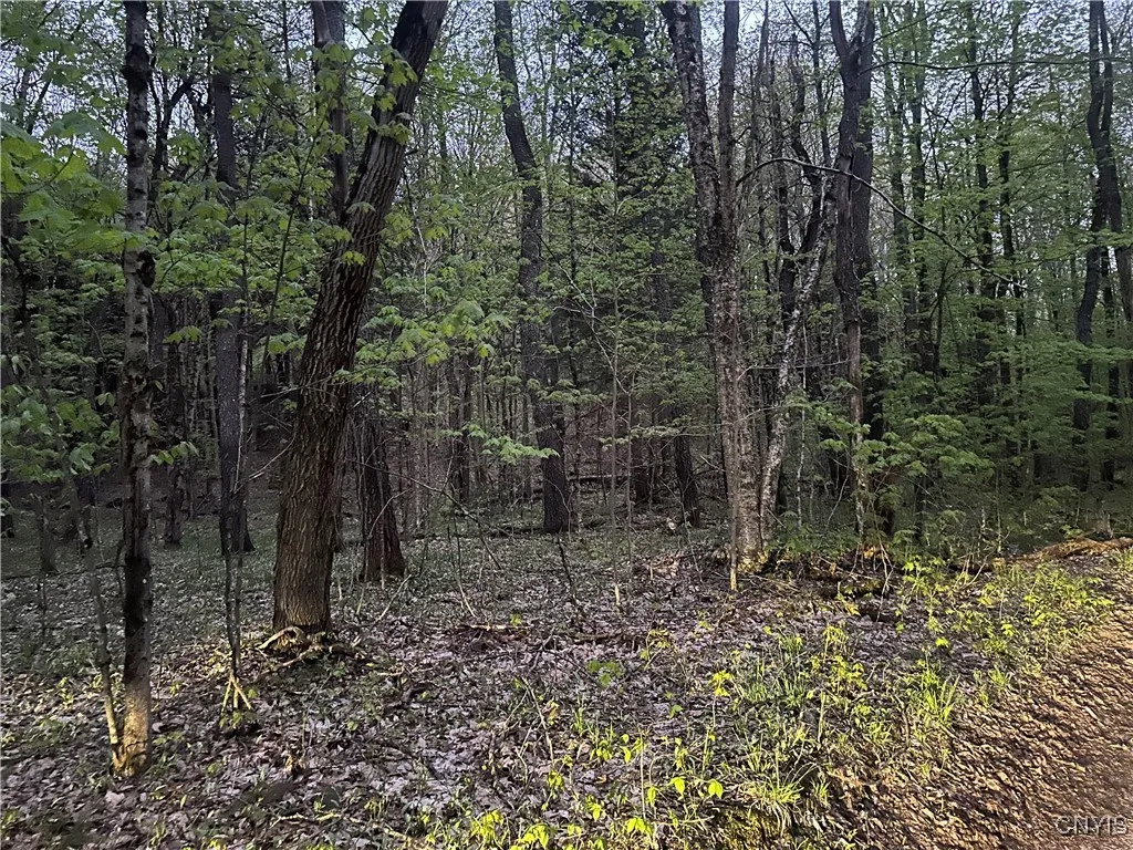 Otter Creek Trail, Greig, New York 13345, Greig, New York 13345, ,Land,Closed,Otter Creek Trail, Greig, New York 13345,0,S1606057