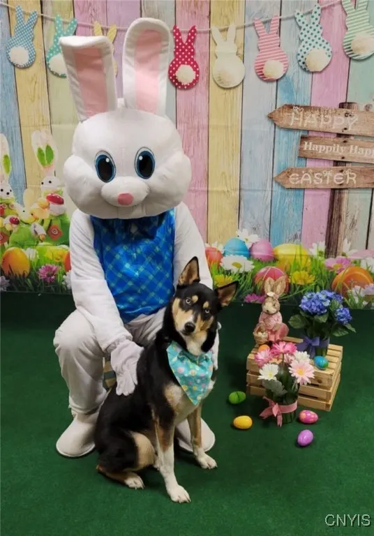 239 Oriskany Boulevard, Whitestown, New York 13492, Whitestown, New York 13492, ,Commercial Lease,Closed,239 Oriskany Boulevard, Whitestown, New York 13492,0,S1606758