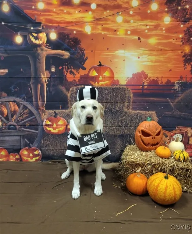 239 Oriskany Boulevard, Whitestown, New York 13492, Whitestown, New York 13492, ,Commercial Lease,Closed,239 Oriskany Boulevard, Whitestown, New York 13492,0,S1606758