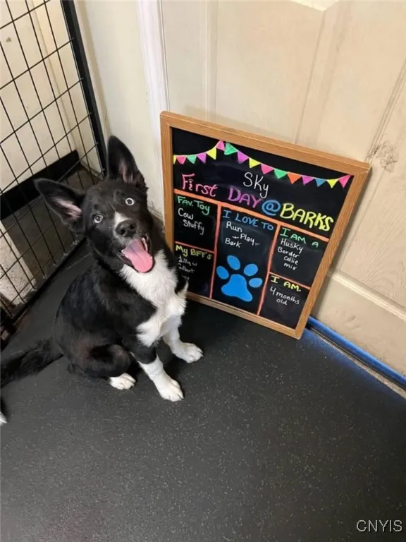 239 Oriskany Boulevard, Whitestown, New York 13492, Whitestown, New York 13492, ,Commercial Lease,Closed,239 Oriskany Boulevard, Whitestown, New York 13492,0,S1606758