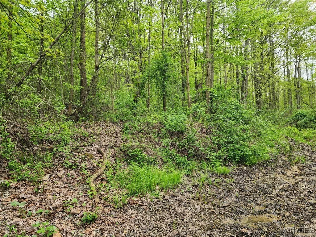 Utley Road, East Otto, New York 14729, East Otto, New York 14729, ,Land,Closed,Utley Road, East Otto, New York 14729,0,B1607267