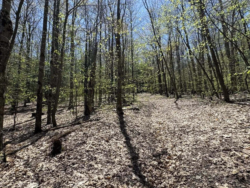 320 Barnum Road, Middlefield, New York 13320, Middlefield, New York 13320, 3 Bedrooms Bedrooms, ,2 BathroomsBathrooms,Land,For Sale,320 Barnum Road, Middlefield, New York 13320,0,R1607462