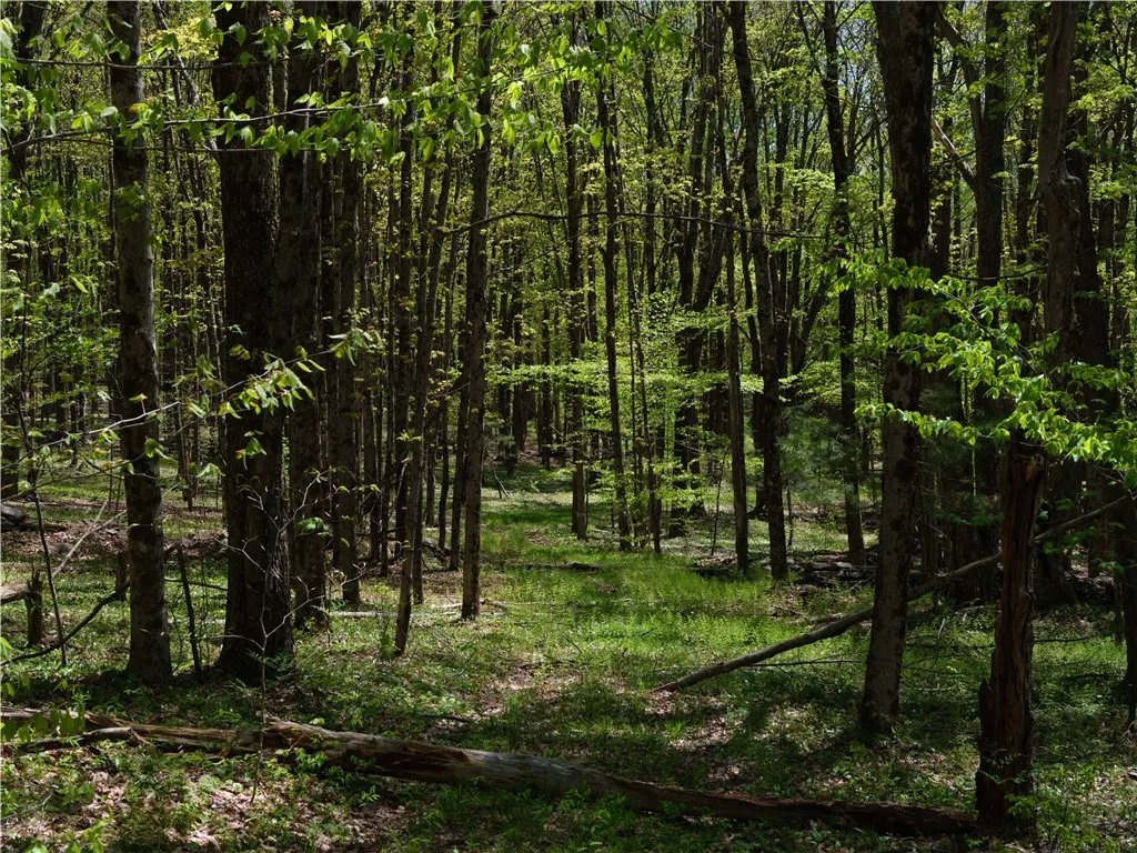 Sanly Road, Franklin, New York 13839, Franklin, New York 13839, ,Land,For Sale,Sanly Road, Franklin, New York 13839,R1607324