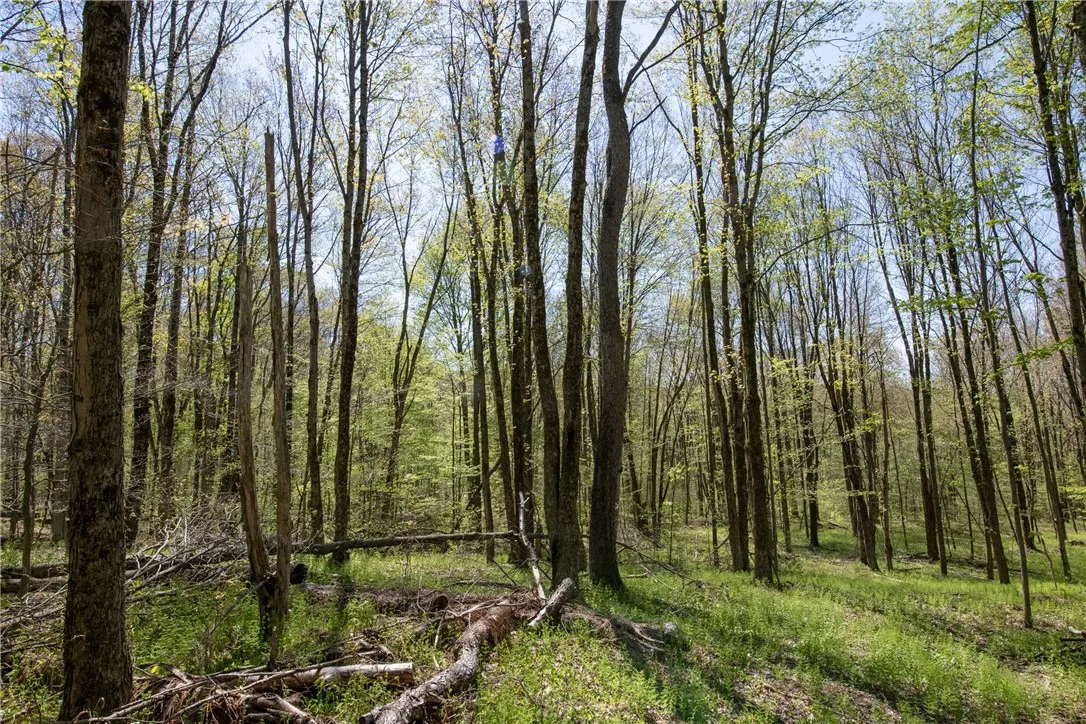 Stanley Campbell Road, Delhi, New York 13753, Delhi, New York 13753, ,Land,For Sale,Stanley Campbell Road, Delhi, New York 13753,R1607593